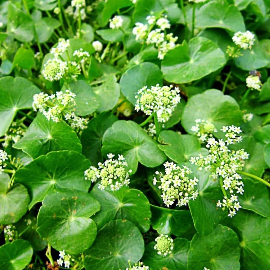 Gotu Kola herb grown from seeds with round green leaves and medicinal properties